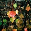Autumn Boulevard