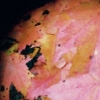 Autumn Image