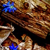 New Life Springs Forth