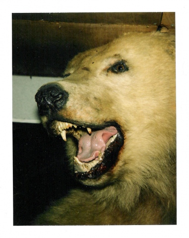 "grizzly adam"