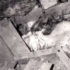"the death of diana"