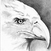 American Bald Eagle