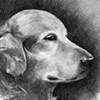 Golden Retriever 1