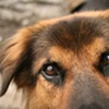 Bodhi Jones