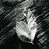 Leaf on bark