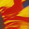 Sunflower 3 