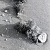 Miami Seaweed