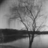 Willow tree