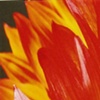 Sunflower 2 