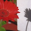 Gerber Daisy 
