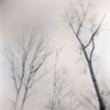 West Creek Trees 