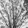 Pope Avenue tree 