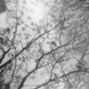 Tree at Carpool