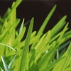 Grass Blades