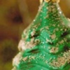 Green Tree