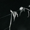 Floating Leaf