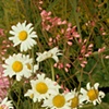 wild flowers