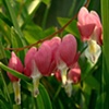 bleeding hearts mingle with grass blades