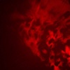 shadowy leaves