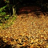 bridge of leaves