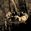 winter sunflower