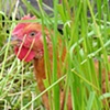 peek-a-boo chicken