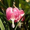 bleeding heart center stage