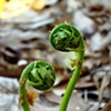 fiddlehead lovers