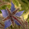 flower dew