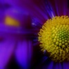 yellow sun flower