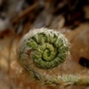 spiraling fiddlehead