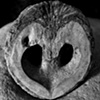 love seed
