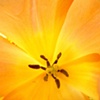 sun peach flower