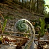 fiddlehead reaching