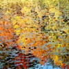 reflecting fall II