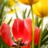 petal welcoming