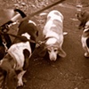 dogs on leash