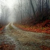 misty morning road