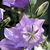 translucent purple flower