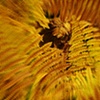 fern vortex