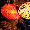 lily pads turning color