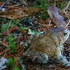 forest toad
