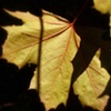 leaf shadows