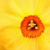 nucleus