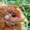 serious chicken
