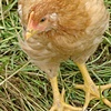 chicken standing