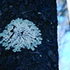 fractal tree