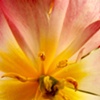 flower creature