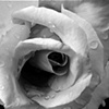 spiral unfolding