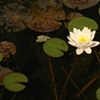 white lotus